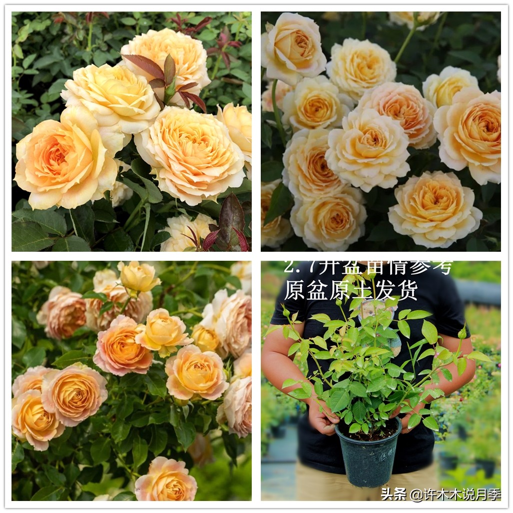 藤本月季嫁接苗和扦插苗哪种好,红龙月季扦插苗好还是嫁接苗好