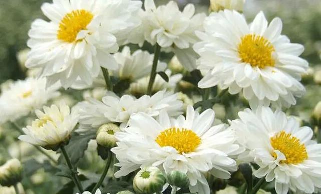 菊花泡水用什么茶叶好喝,菊花泡水用什么菊花降火