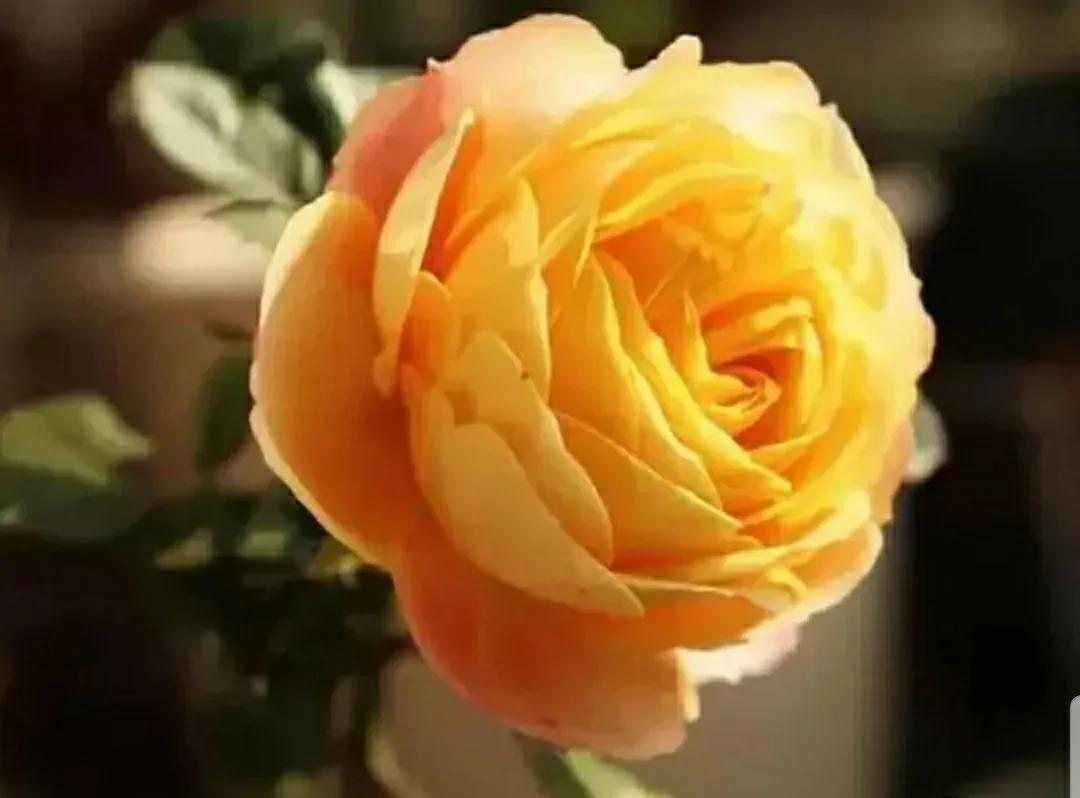 月季玫瑰蔷薇三姐妹的区别,月季蔷薇和玫瑰哪个更好看