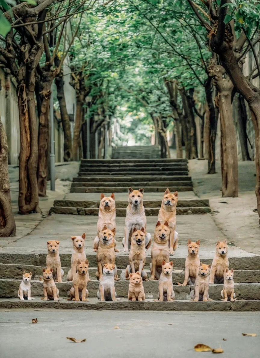 国产翻拍2019 (国内翻拍的电影吐槽)