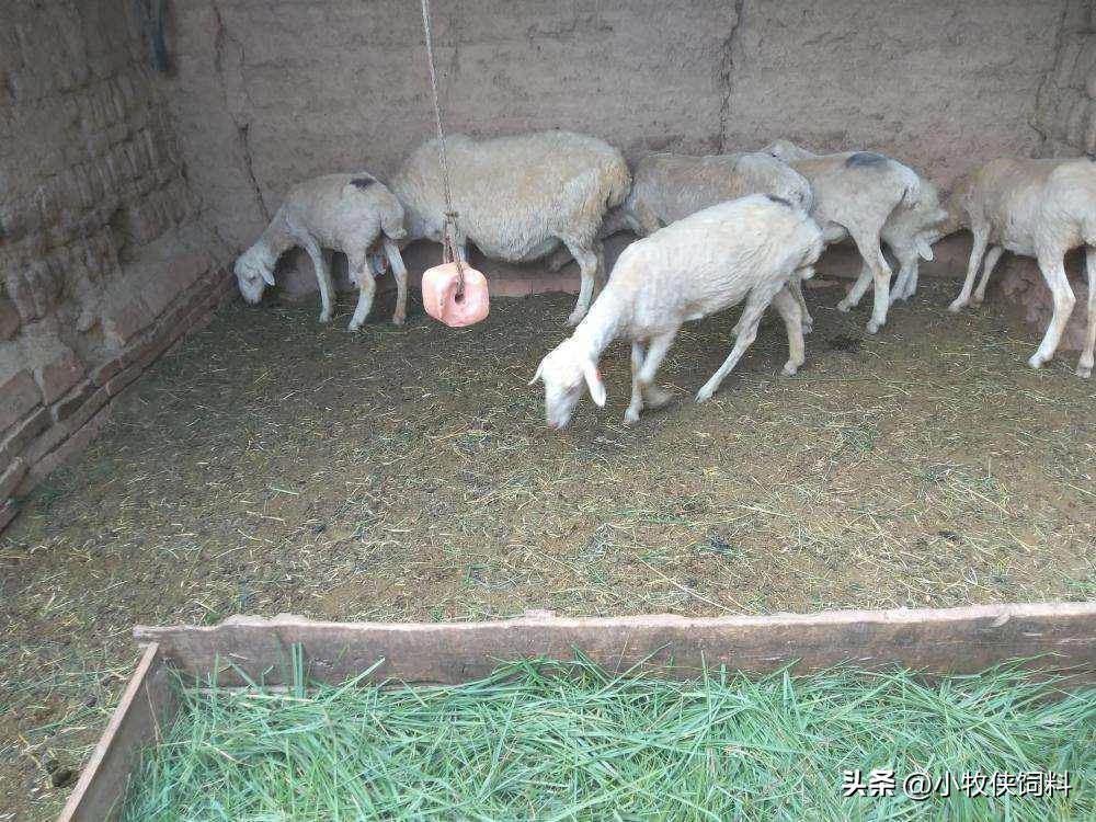 羊吃青草拉稀什么原因,羊吃青菜拉稀怎么治