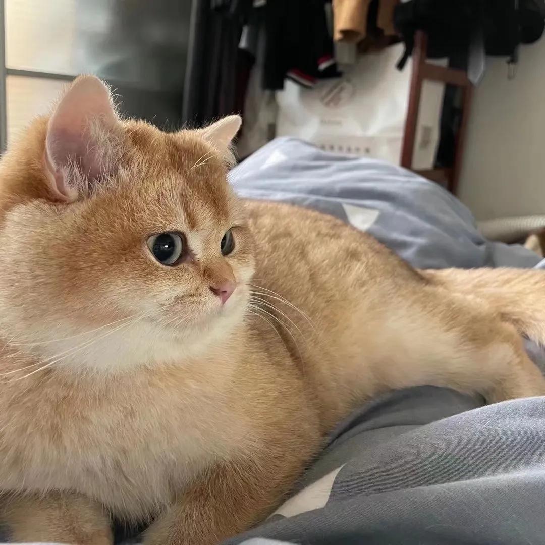 终于养了一个小宠物,你们养的小宠物最后都怎么样了