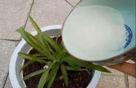 盆土变硬的最好方法,盆土一浇水就变稀泥怎么办