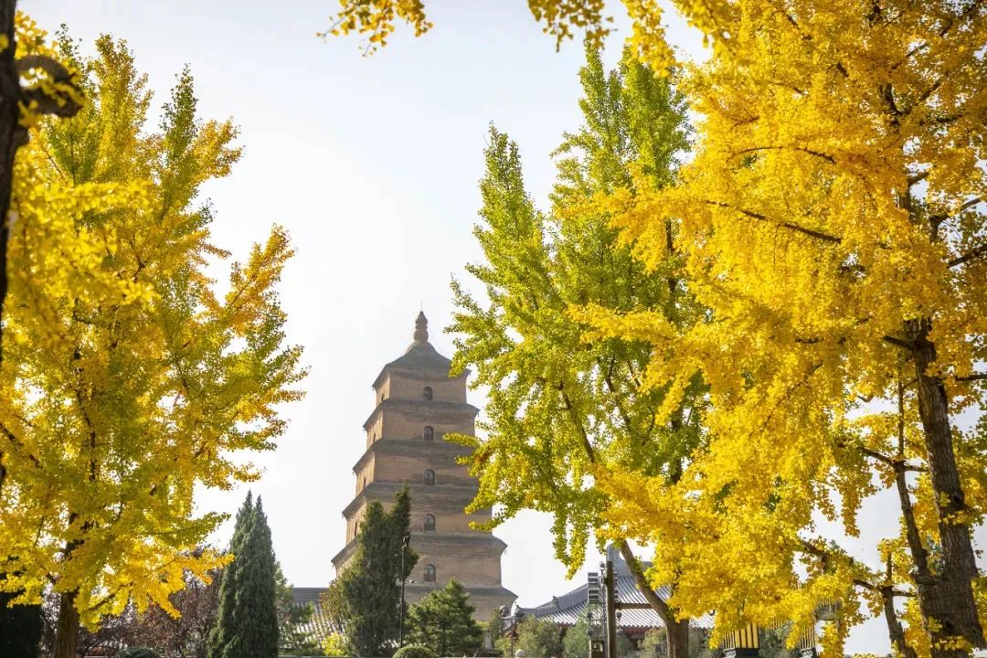 四时如歌|碧水惊秋，黄云凝暮，佳节又重阳