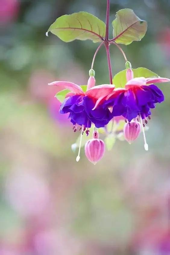 花朵壁纸横版,花朵招财壁纸