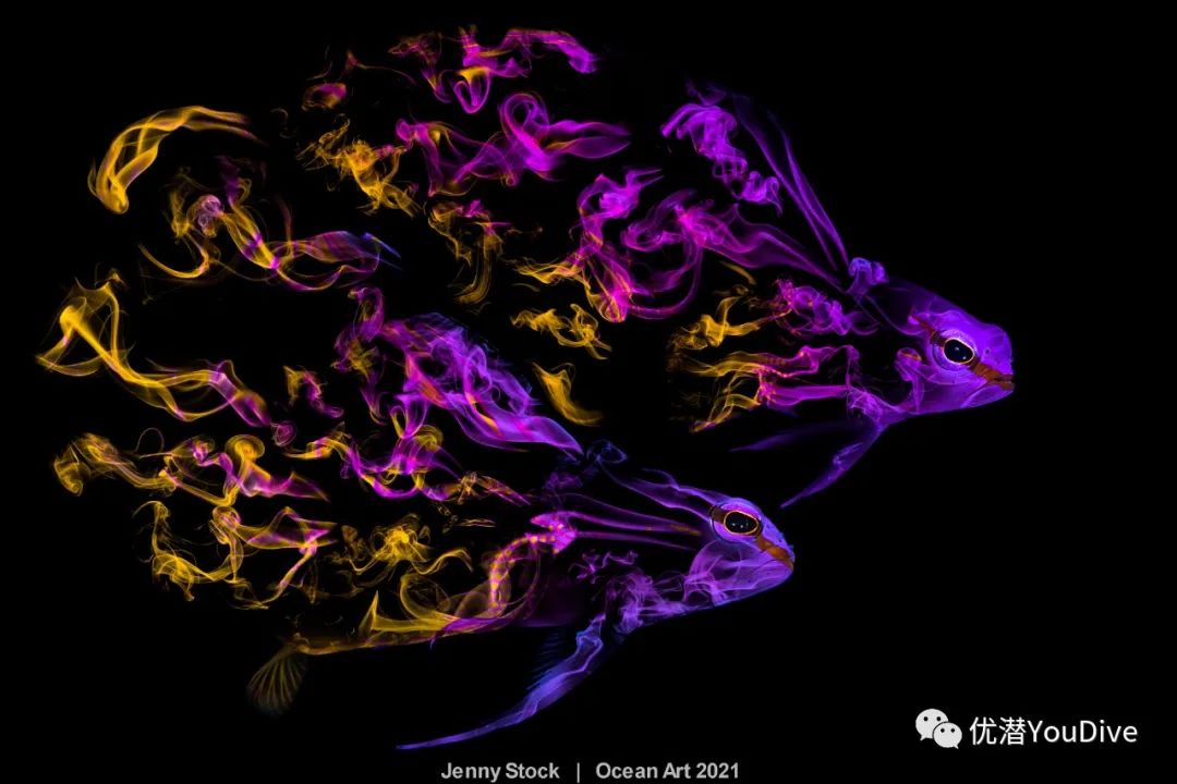 大海水下摄影作品欣赏,oceanart
