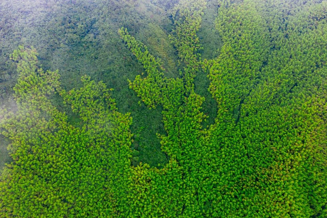 适合冬天去的民宿莫干山民宿,莫干山民宿天花板体验之旅