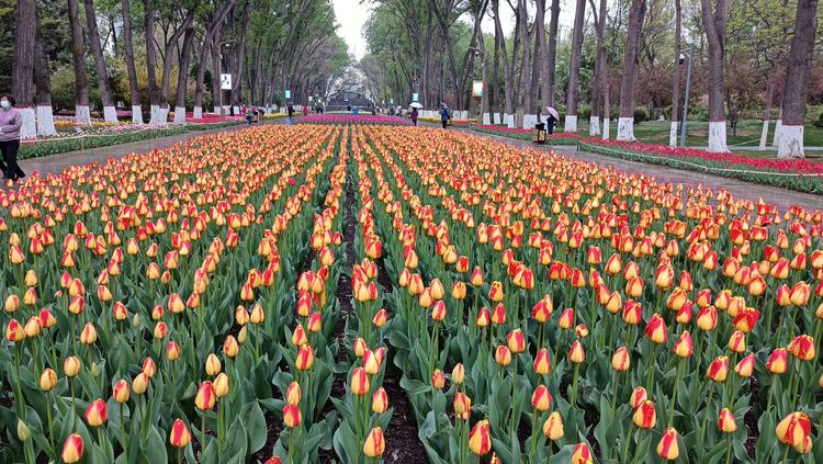 郁金香高贵典雅姿态万千,淡雅郁金香