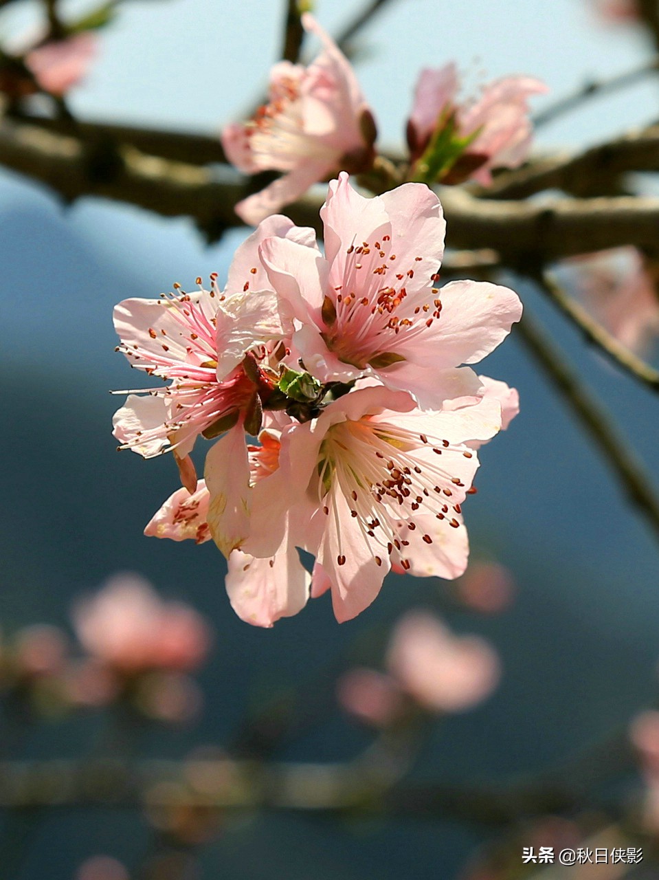西湖的春天是旅行最美好的季节,走进西湖春天美景