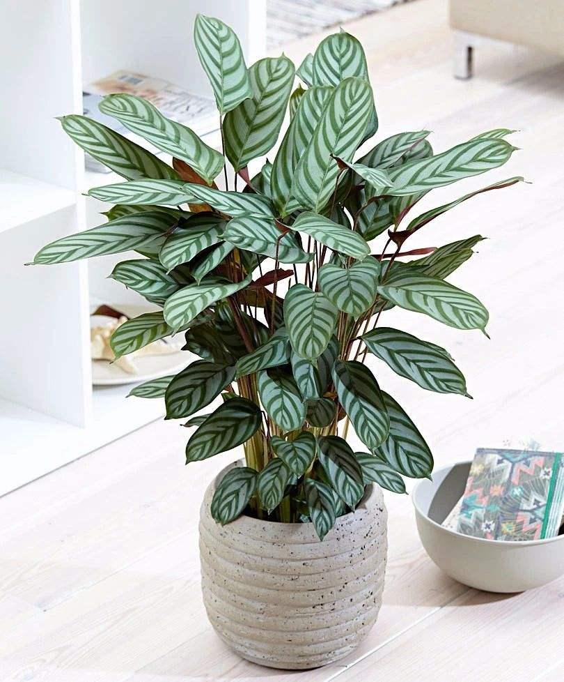 客厅好看的观赏花,小清新唯美油画花