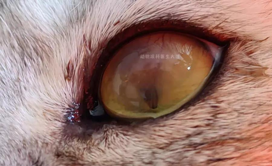 猫眼睛角膜坏死怎么办,猫眼角膜黑斑