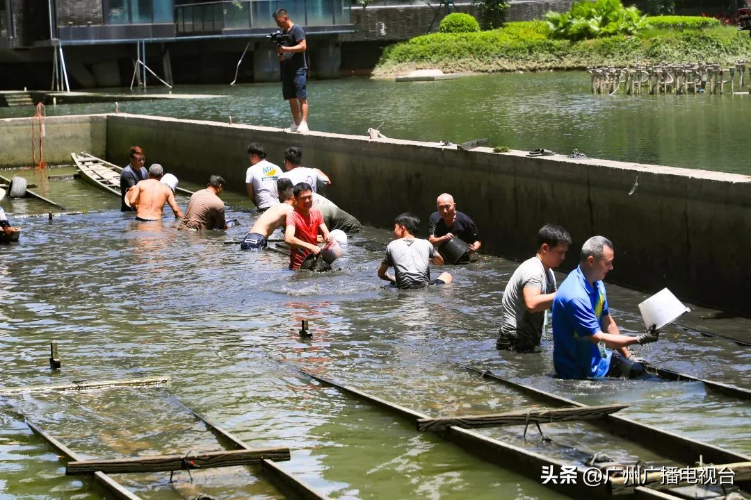 广州多区“睇龙船”超全指南,广东“睇龙船”指南来了
