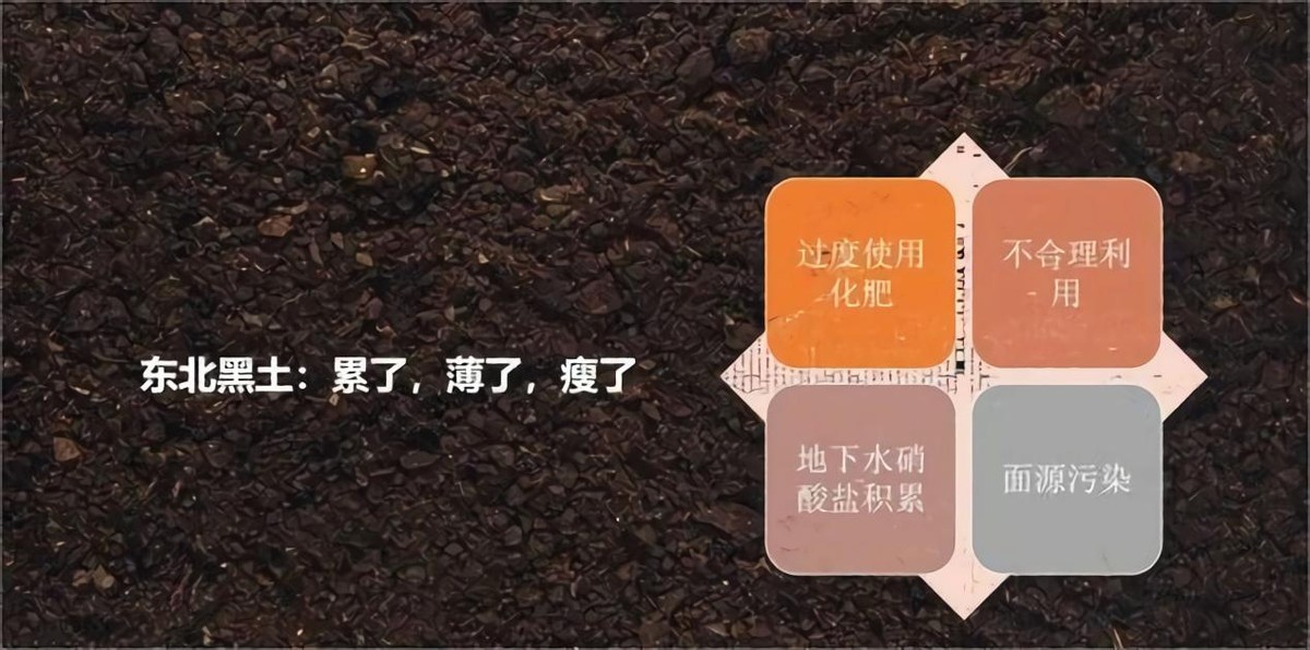 黑土为什么被称为土地中的大熊猫,野生大熊猫值钱吗