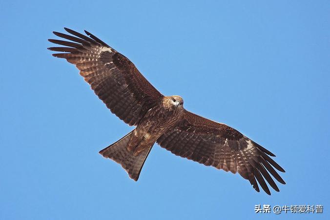 最厉害猛禽是什么鸟,世界十大猛禽实力排名虎雕