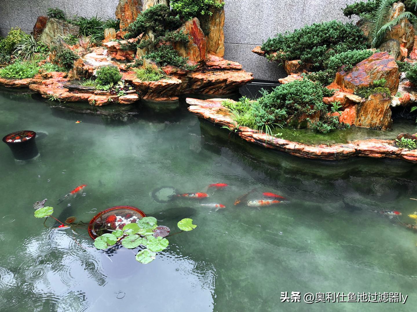 锦鲤鱼池该不该清除藻类,锦鲤鱼池绿藻多还用不用em菌