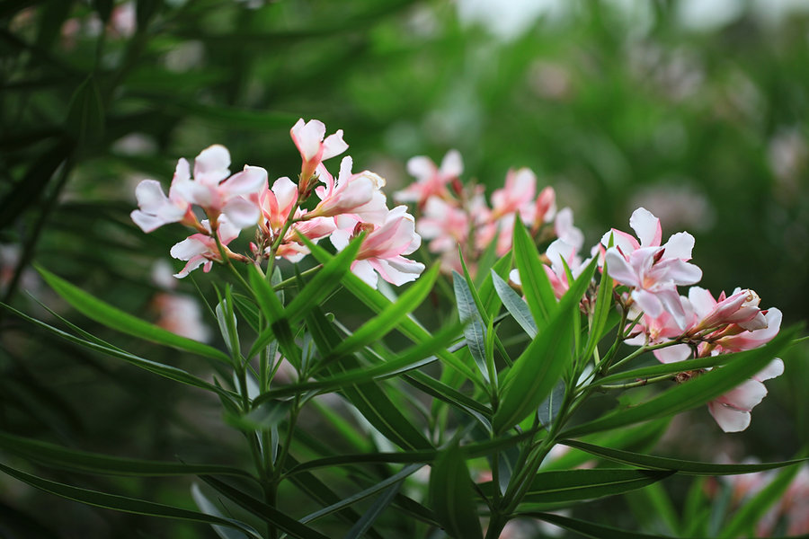 对房屋危害最大的植物,小区树木存在安全隐患