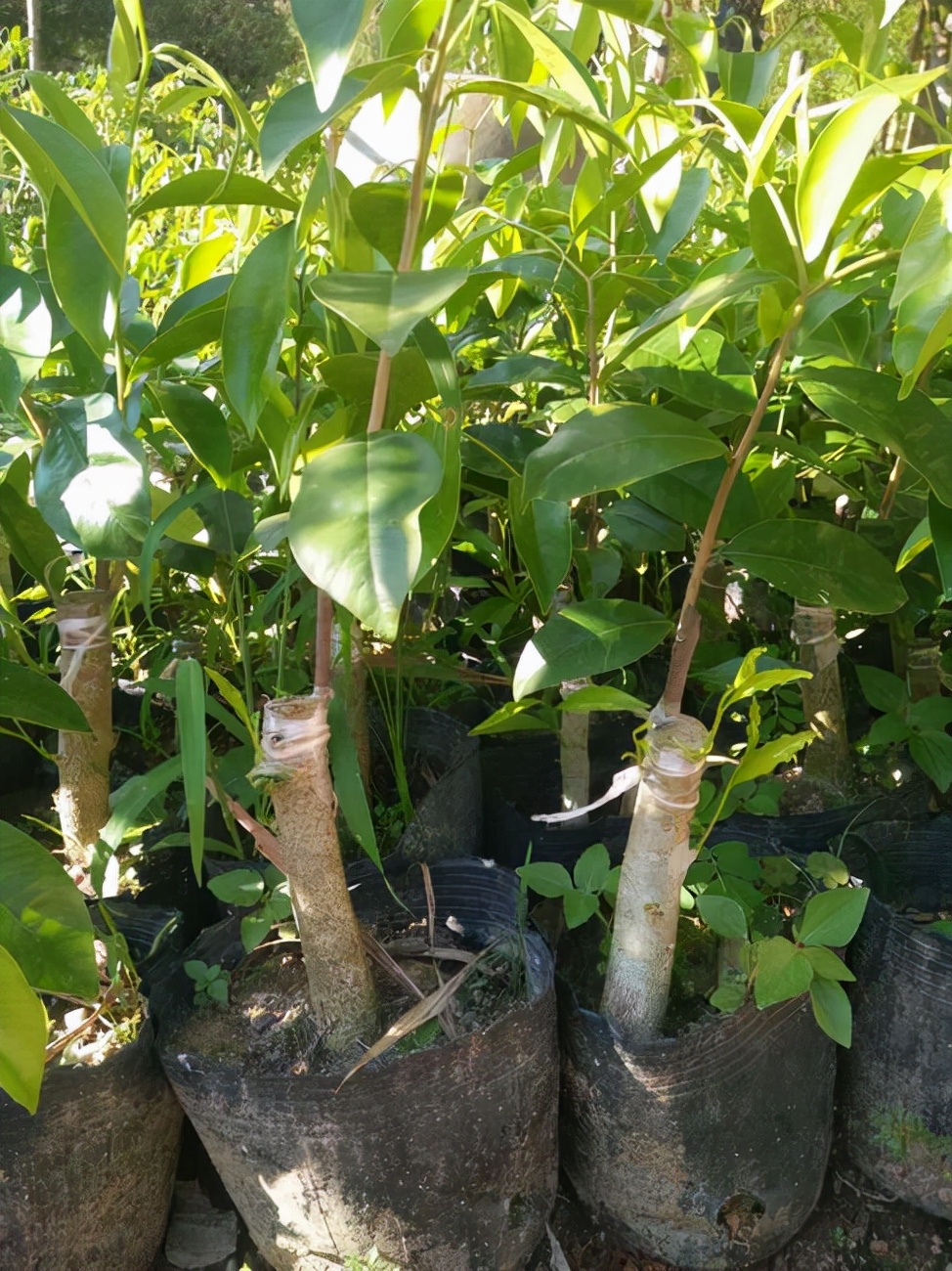 如何种植奇楠沉香不违法,种植奇楠沉香要去壳吗