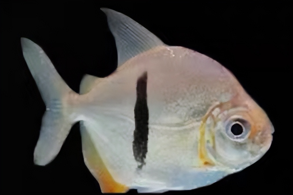 虎纹银板能和黑桃a混养么,虎纹银板鱼和黑桃a哪个好看