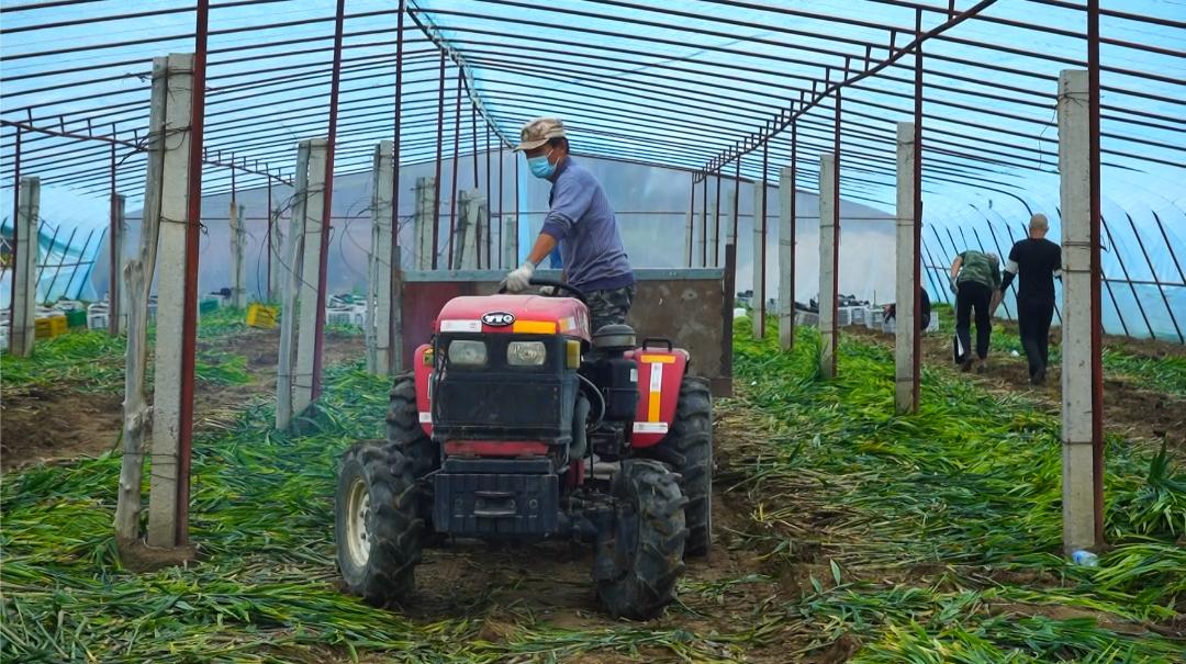 提前上市的生姜种植方法,种植姜致富经创业项目