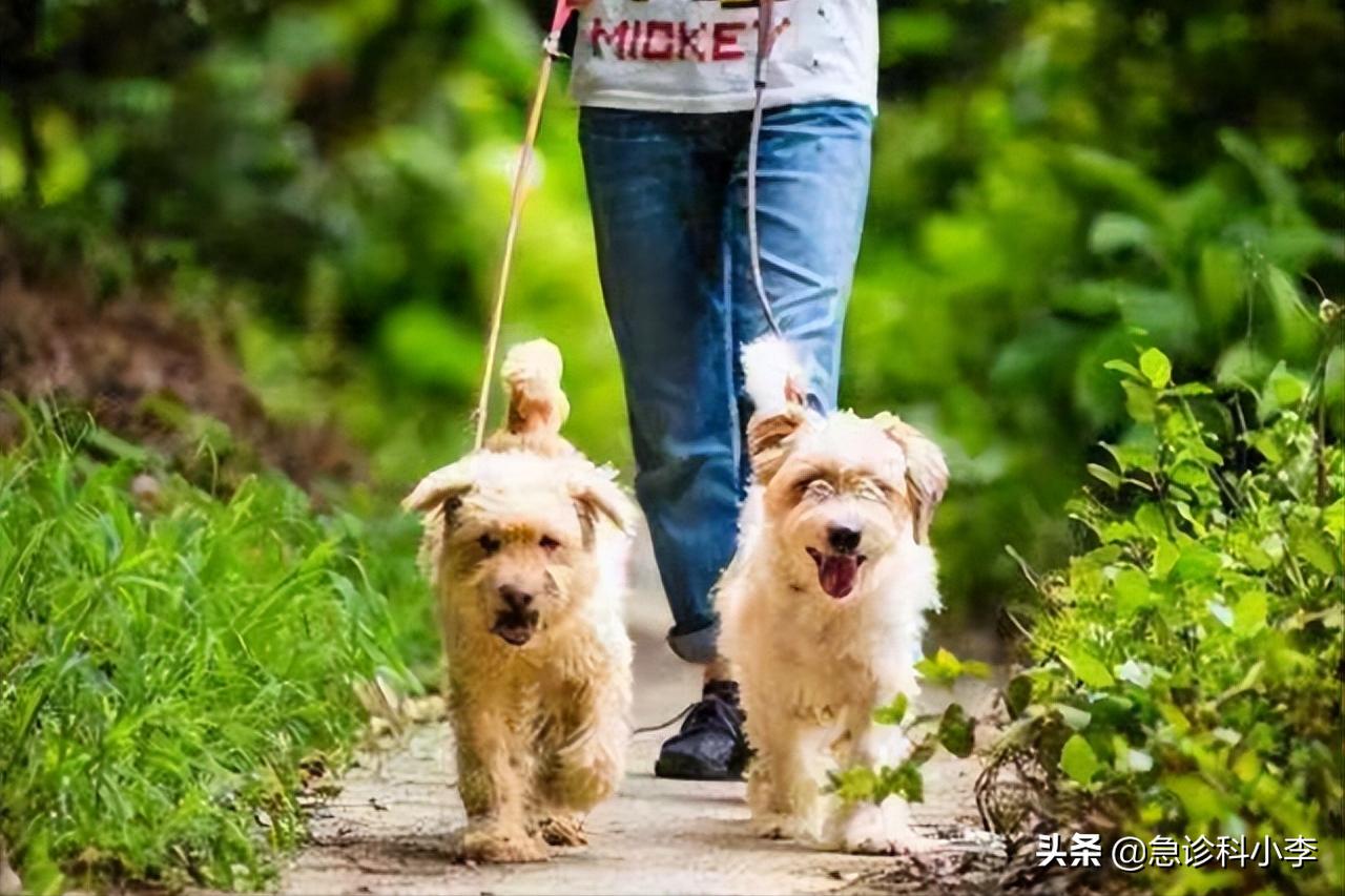 夺命蜱虫咬了是什么样子,夺命蜱虫一家三口被咬两人丧命