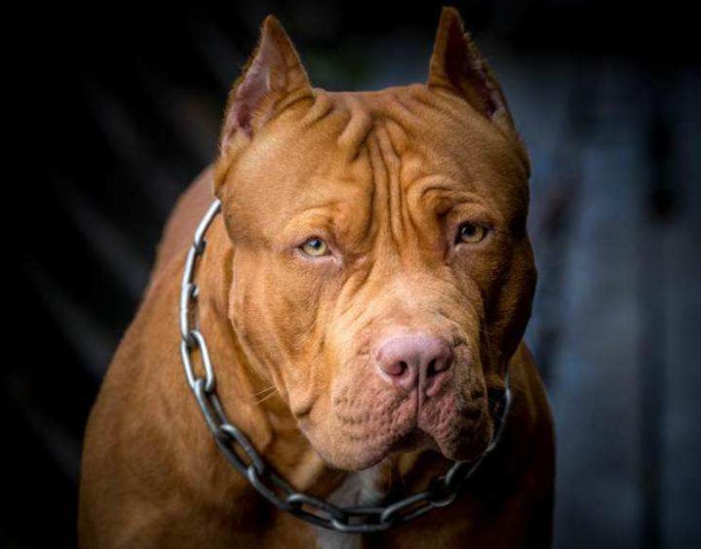 一只老虎能不能打过十只比特犬,十只比特犬和一只老虎关系