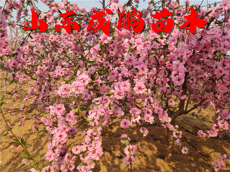 好品质大树苗批发,软石榴树苗哪里买