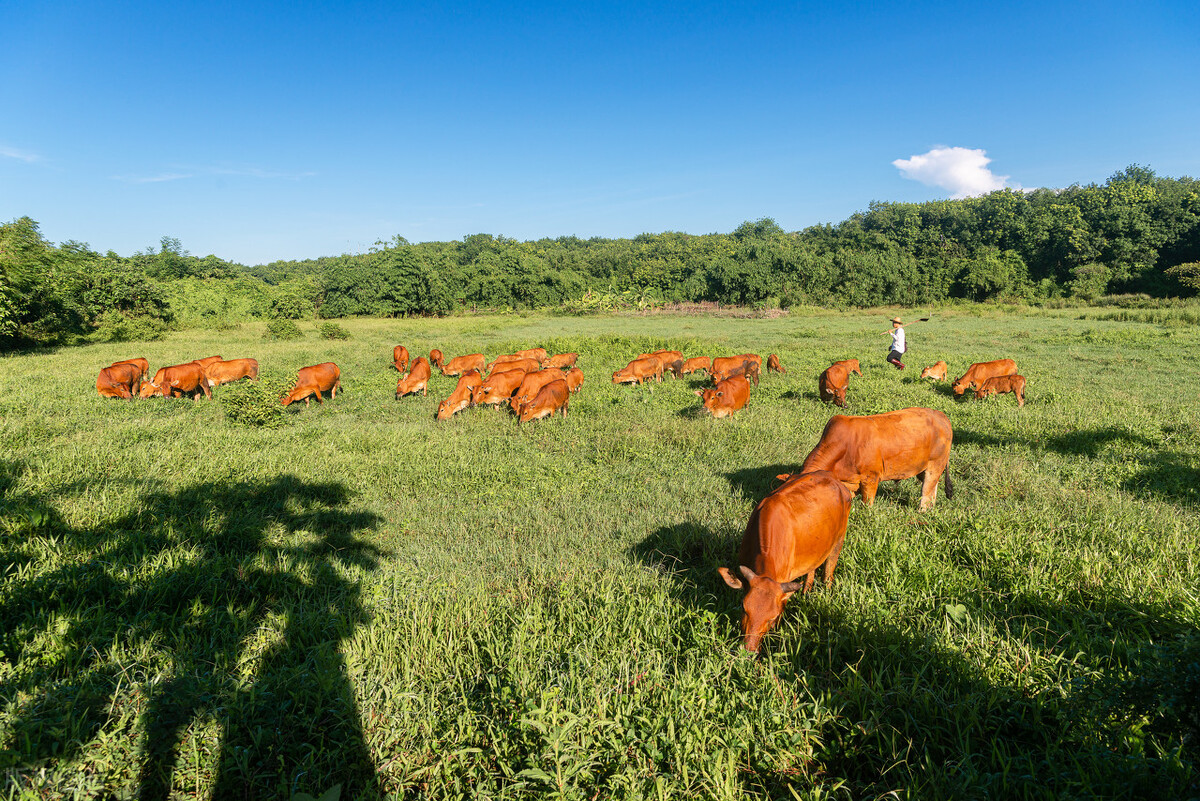 海南儋州可以避寒吗,海南省儋州和老城相比哪个更好