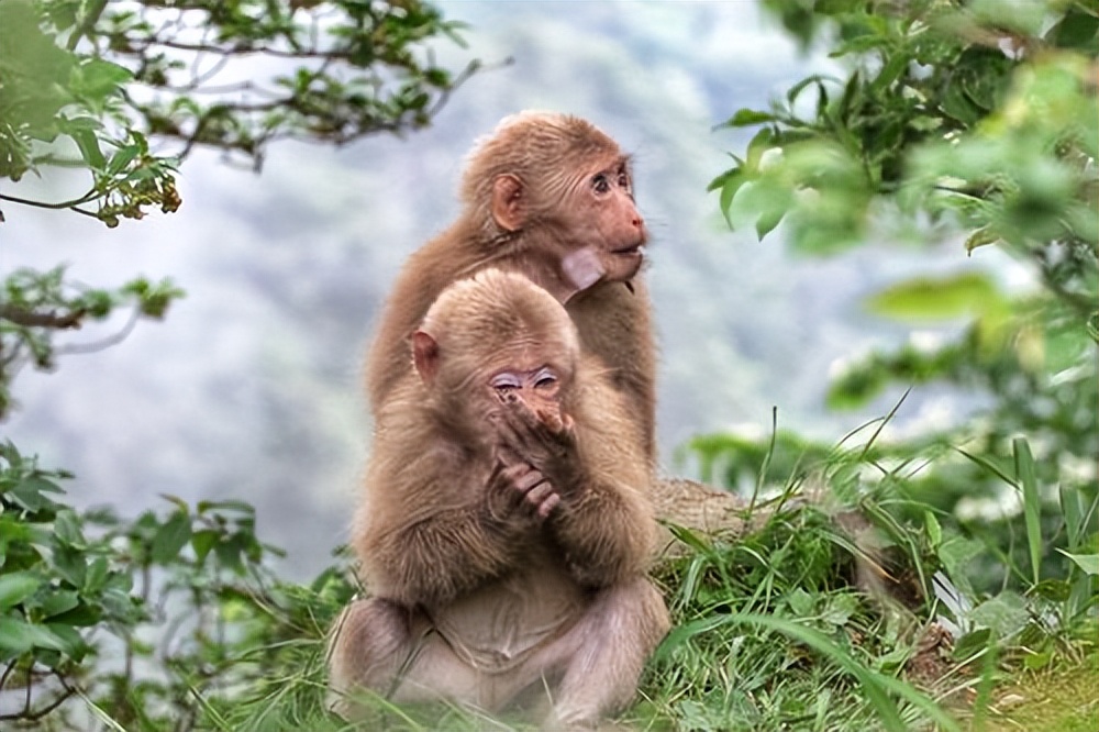 猴崽苦练猴爪功和铁砂掌，随母逃亡八年后竟然一掌成王|故事
