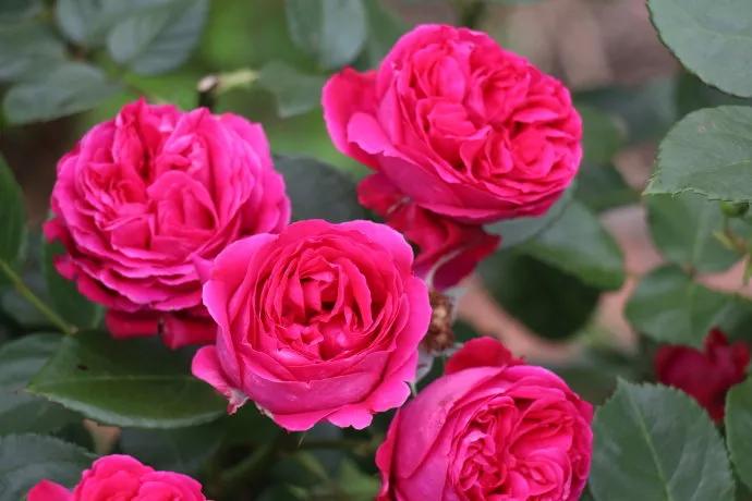 月季美图100张,月季花唯美高清图片大全