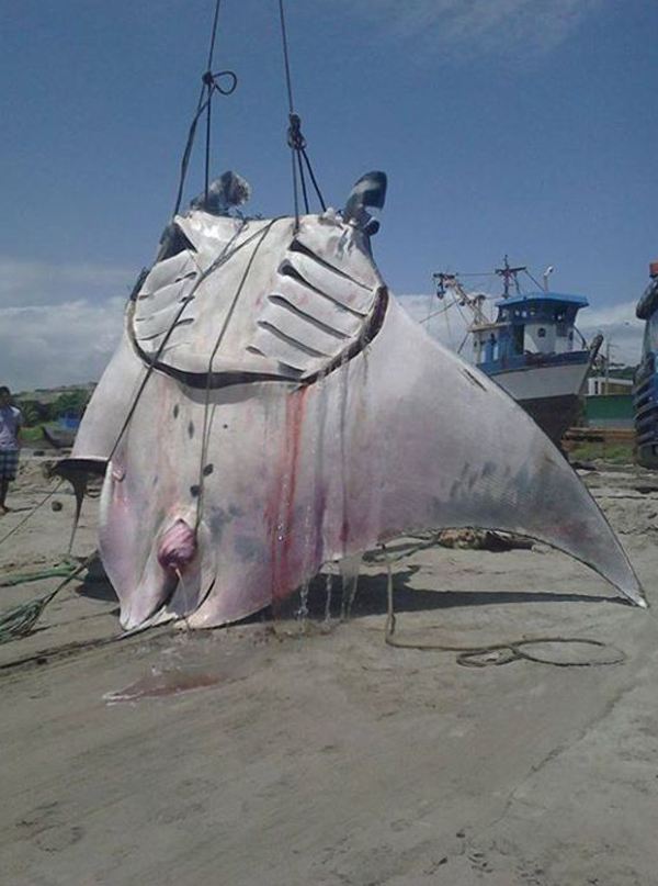 湄公河捕获巨型黄貂鱼吃啥,剧毒黄貂鱼