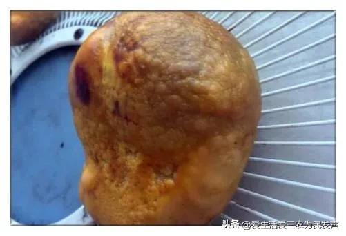 公鸡和母鸡的鸡宝哪个最值钱,鸡宝是在母鸡身上还是公鸡身上