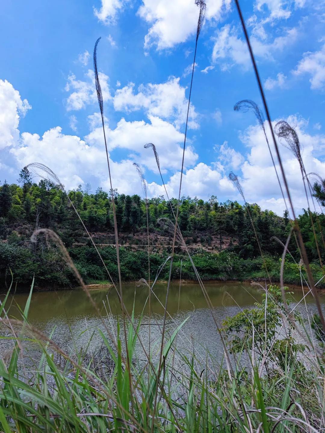 草枕原文,草枕名句