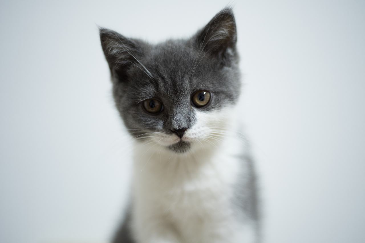 猫咪肉垫干裂出血怎么办,猫咪肉垫干裂严重涂什么