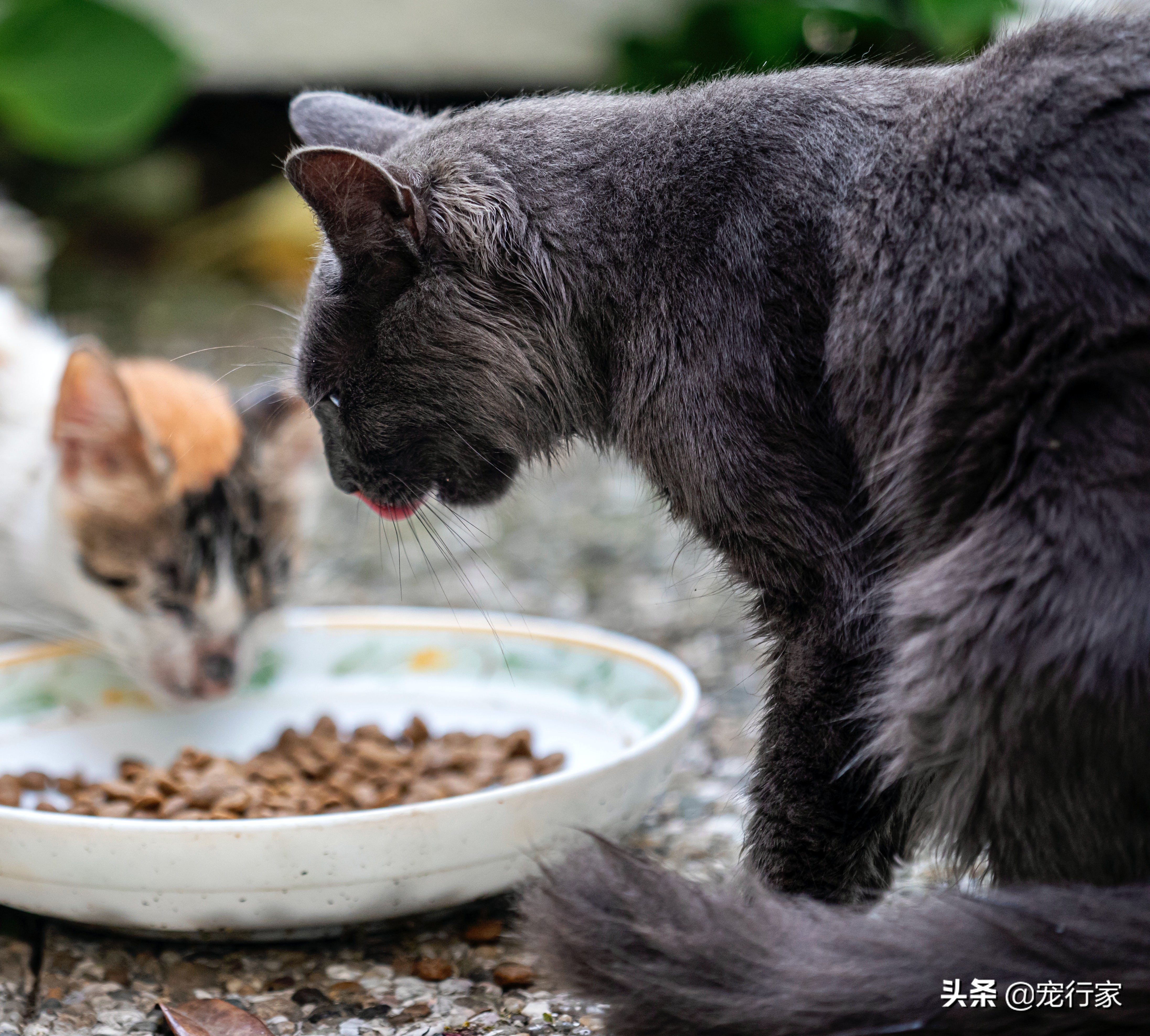喂食猫咪要做的三件事和不要做的两件事，猫如何吃才能更好？