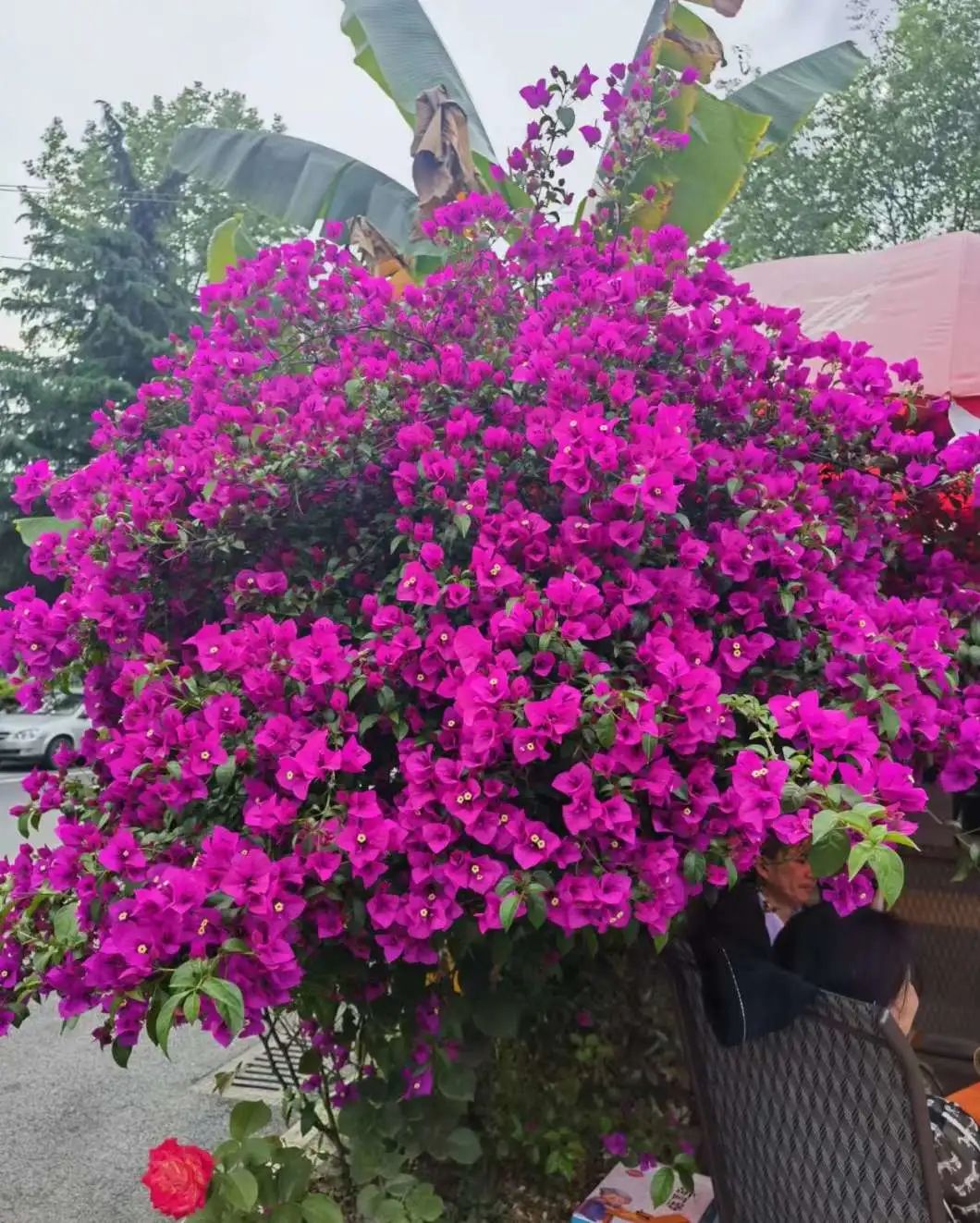 洞子口往事 (陈氏凉粉洞子口)