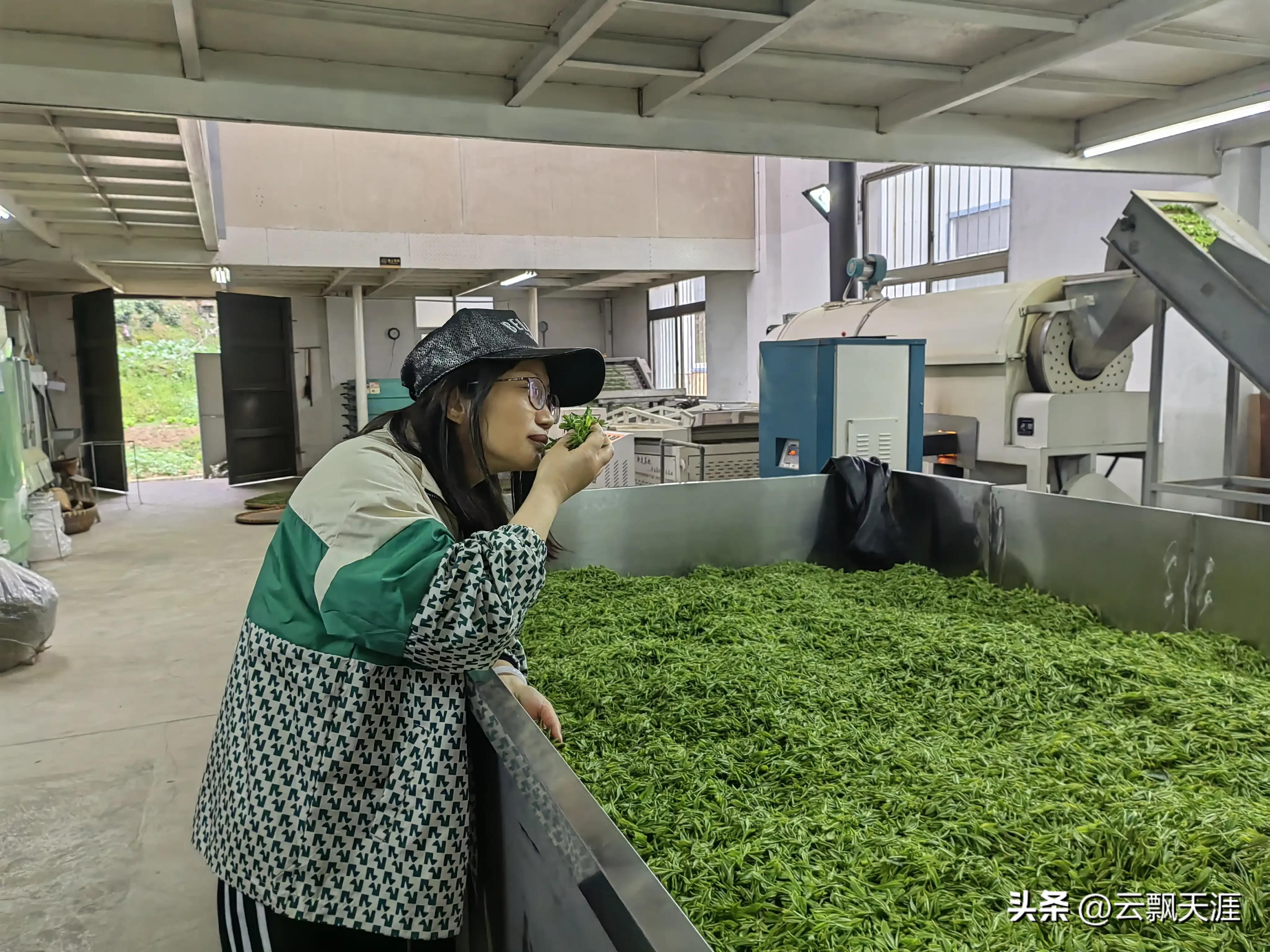为何外地人一般很难买到正宗的富溪“黄山毛峰”