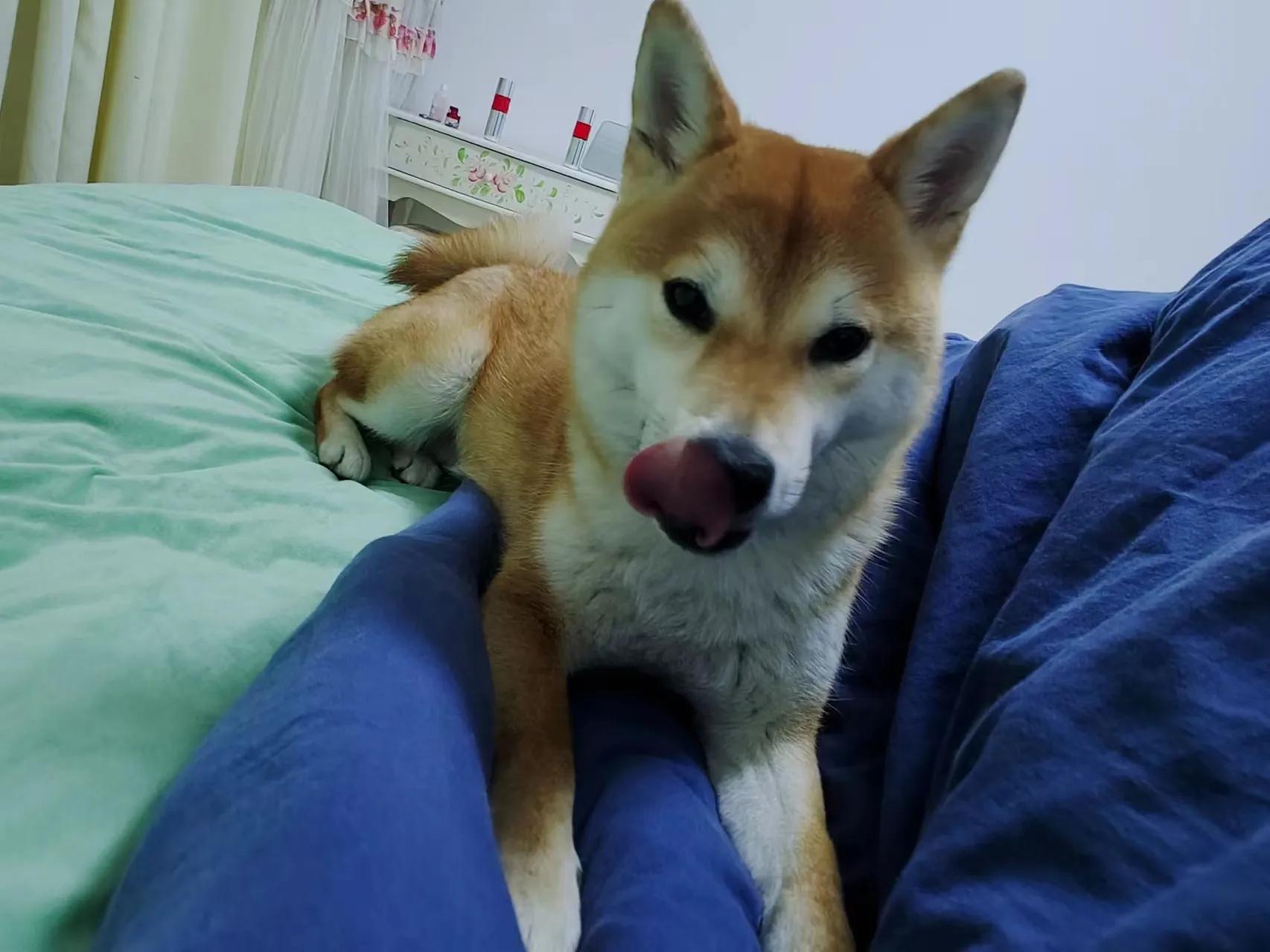 猫狗同养注意事项,猫狗可以一起养吗