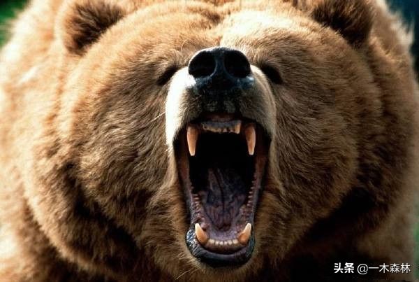 东北棕熊和俄罗斯棕熊再次打架,棕熊和棕熊打起来谁更厉害