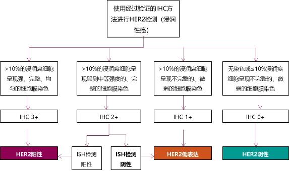 乳腺癌HER2低表达药物,乳腺癌her2强化辅助治疗