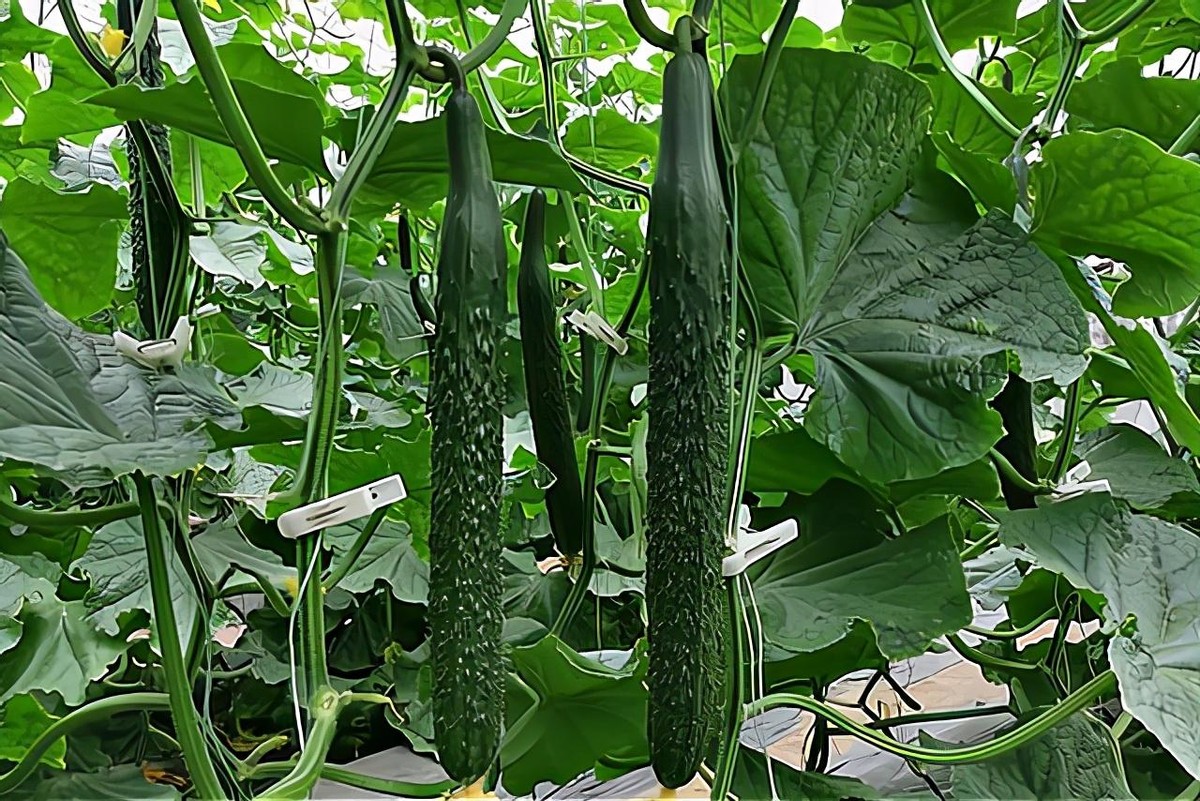 “一伏萝卜二伏菜”！7月份8种蔬菜可种植，易成活，产量高吃不完