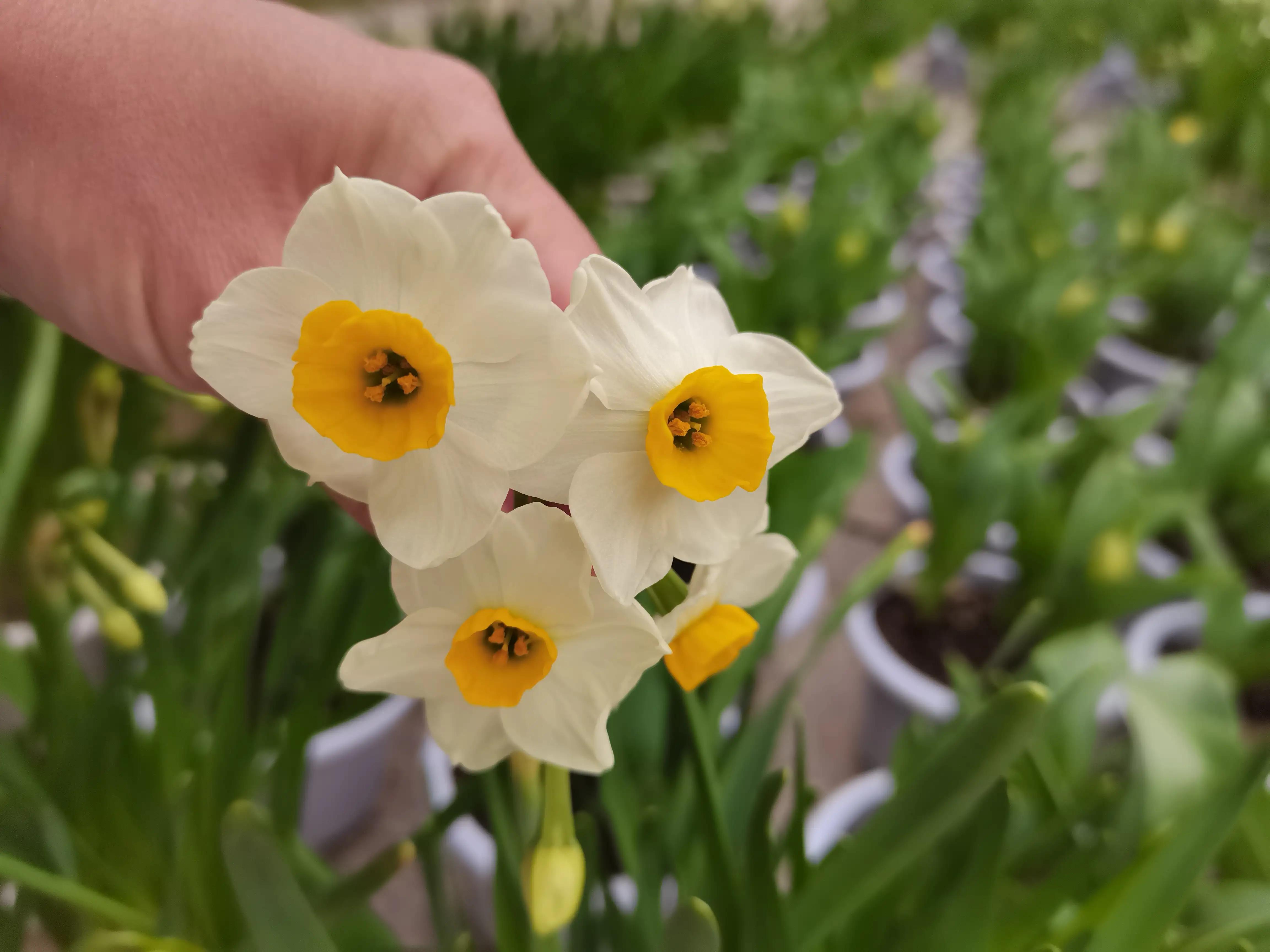 福州郁金香温泉公园,福州花海公园郁金香