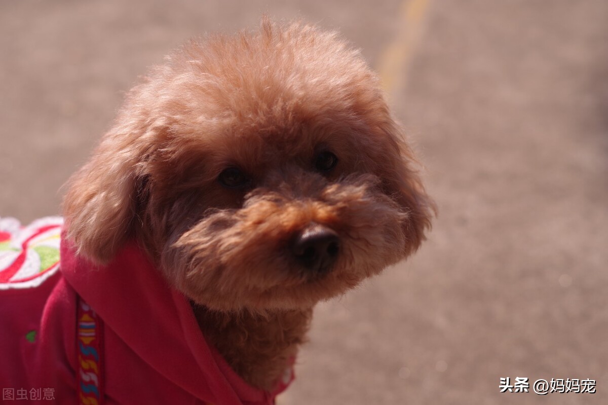 泰迪犬一般多少钱,泰迪犬一个月需要多少钱