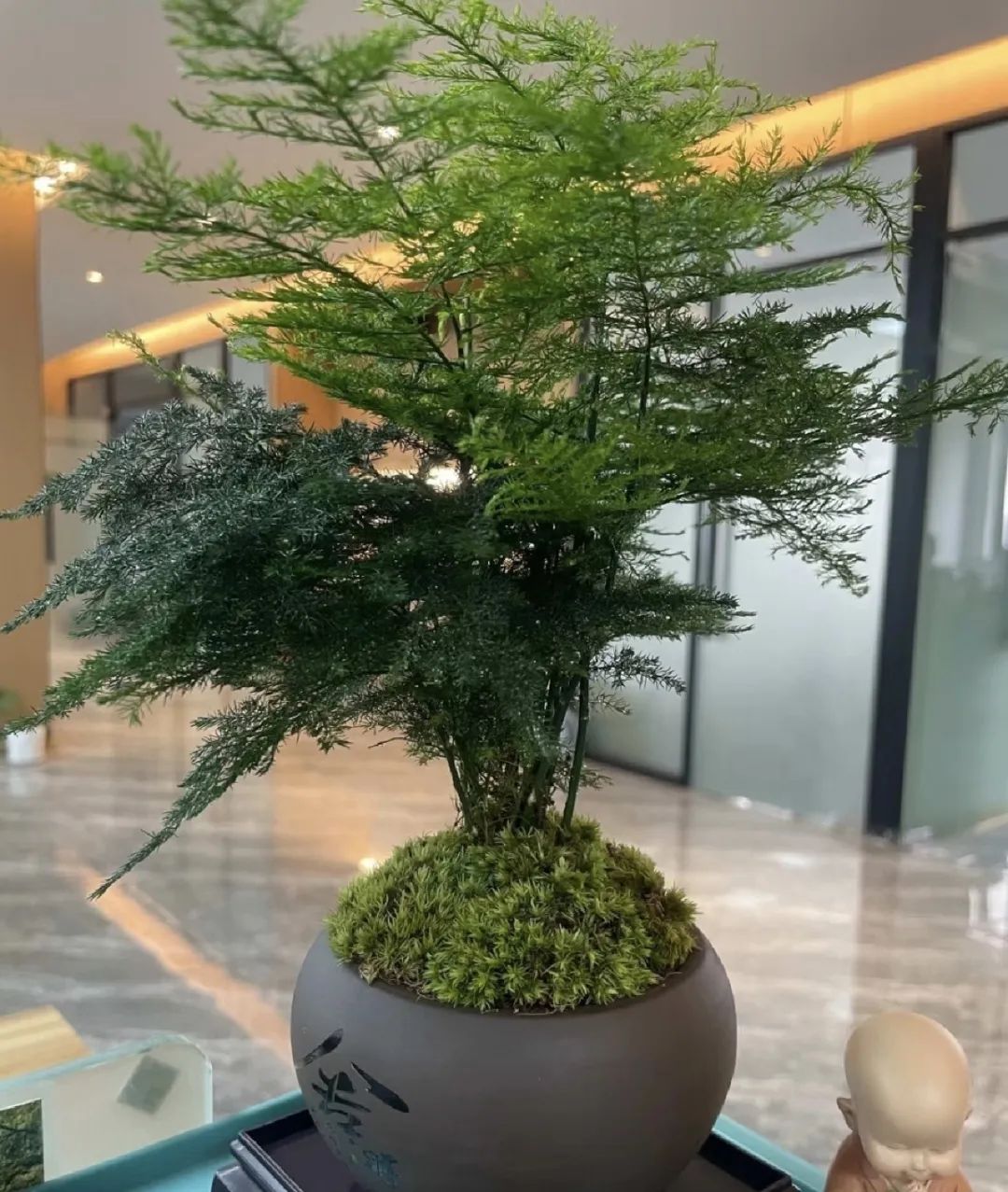 养花就养这几种高端大气上档次,养花养得又好又快的秘诀