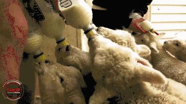 幼猫恒温喂奶器,猫咪专用的喂奶器