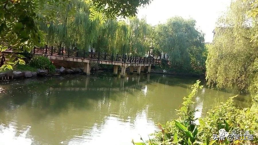 昙花一现老桩,昙花一现