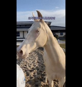 世界杯哪些人受伤了,世界杯强队集体翻车