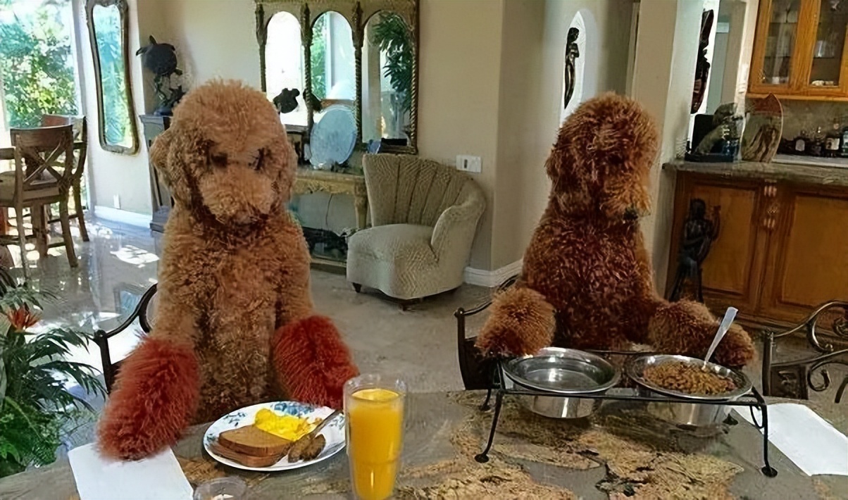 贵宾犬的饲养要点有哪些方面,贵宾犬的饲养要点和方法是什么