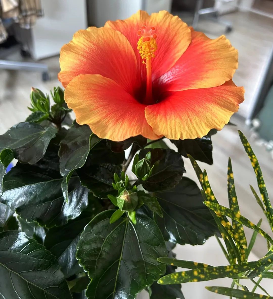 适合夏天养的7种花越晒开花越旺,阳台高温如何养墨兰