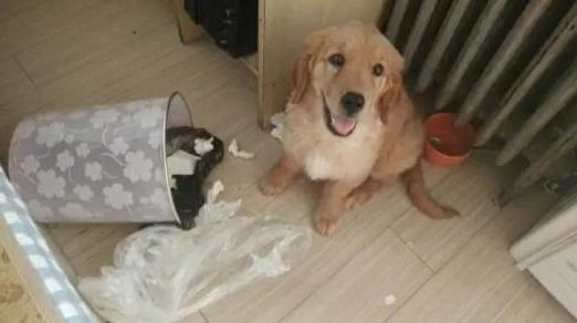 猫咪误食异物呕吐出来就没事了吧,猫咪把喂食软管吃进肚子里了