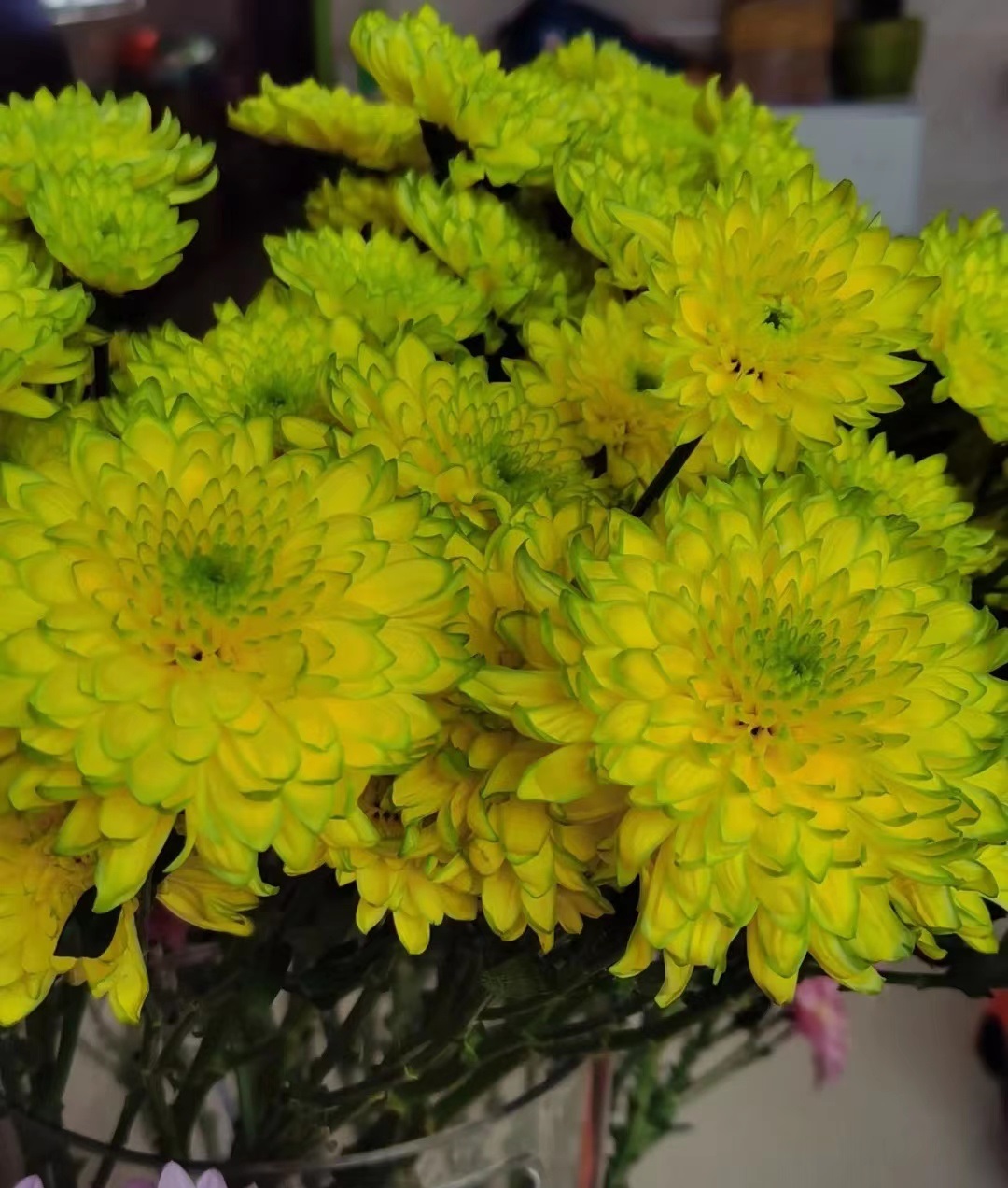 粉天赞菊花好养吗,天赞菊花冬天可以扦插吗